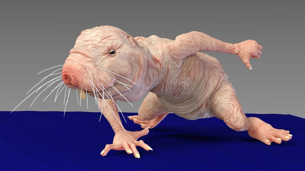 Unveiling The Fascinating World Of The Naked Mole Rat