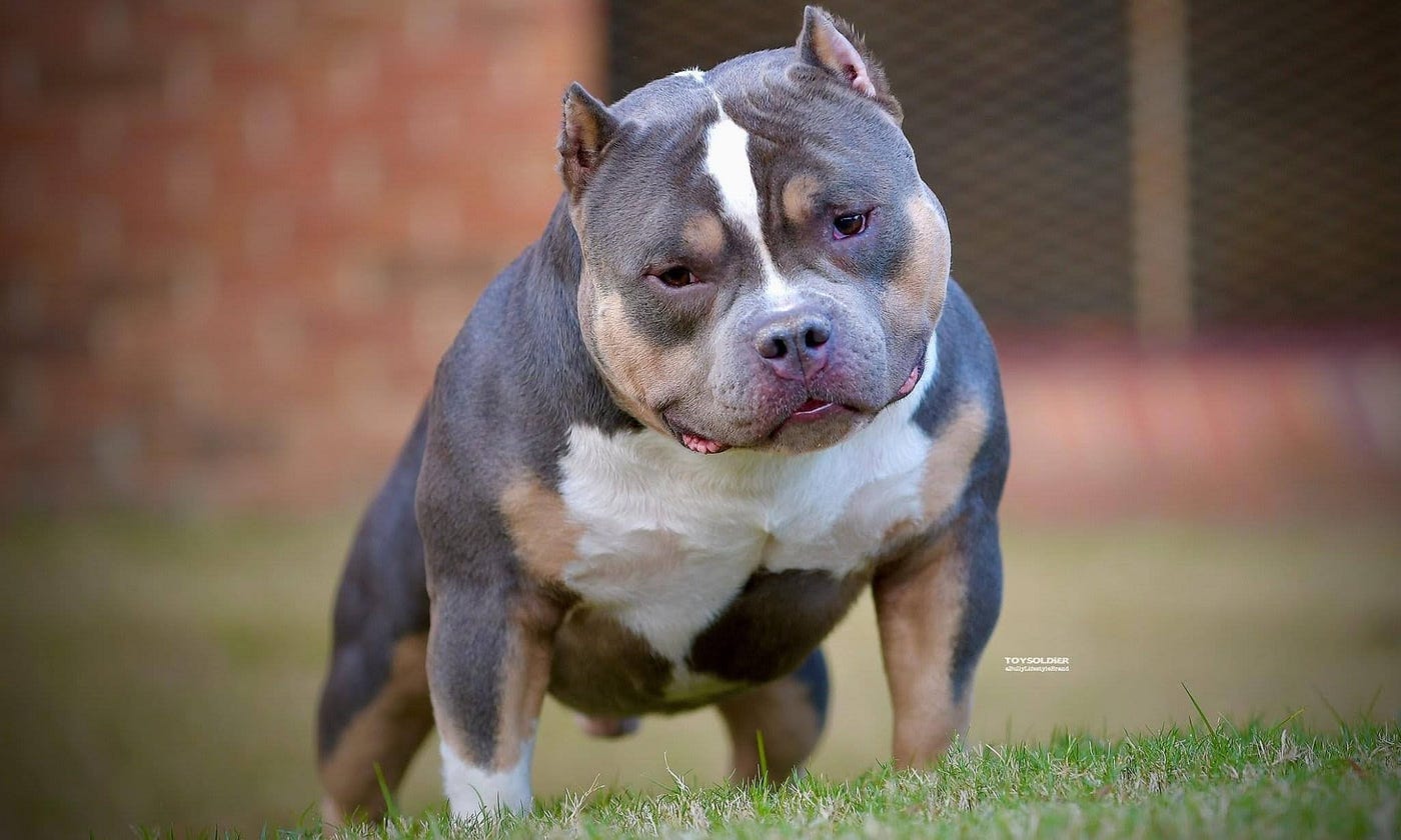 Pocket bully: Dog breed characteristics & care