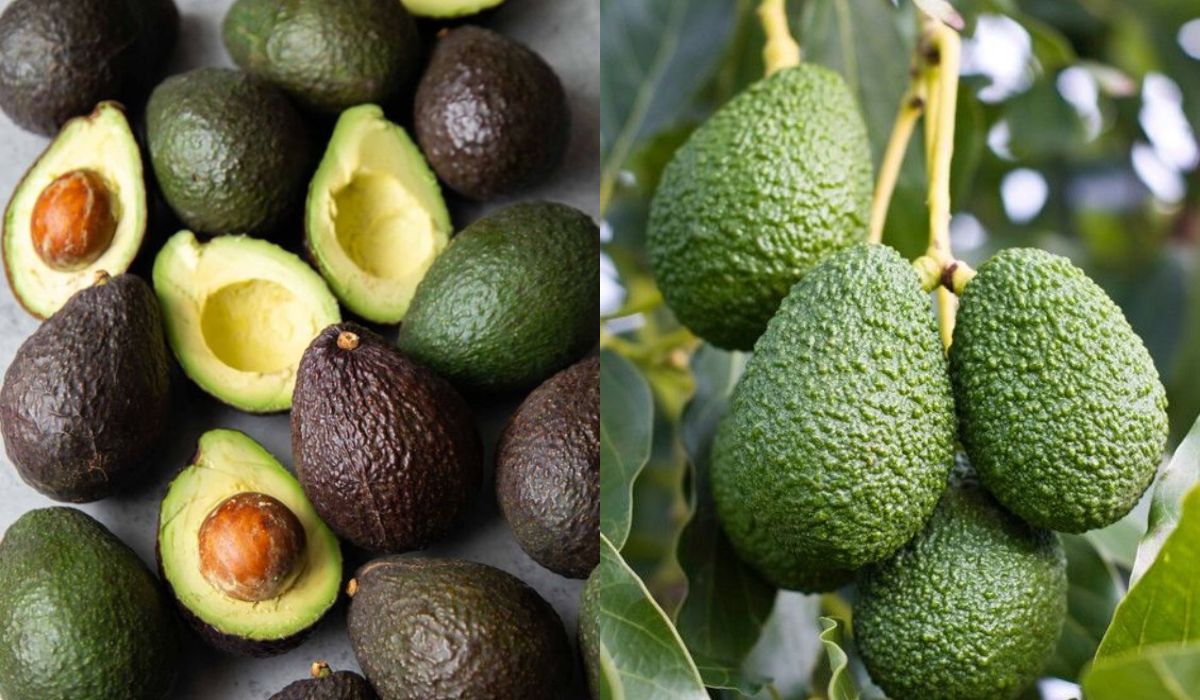 The avocado: fruit or not