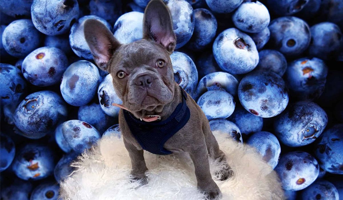 Can Dogs Have Blueberries? Exploring the Benefits of Blueberries for Your Furry Friend