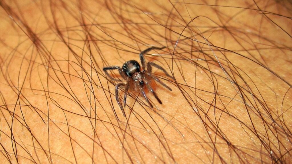 How to Avoid a Wolf Spider Bite