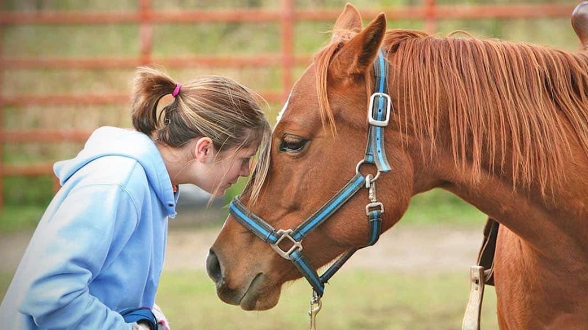 Horse Tranquilizer