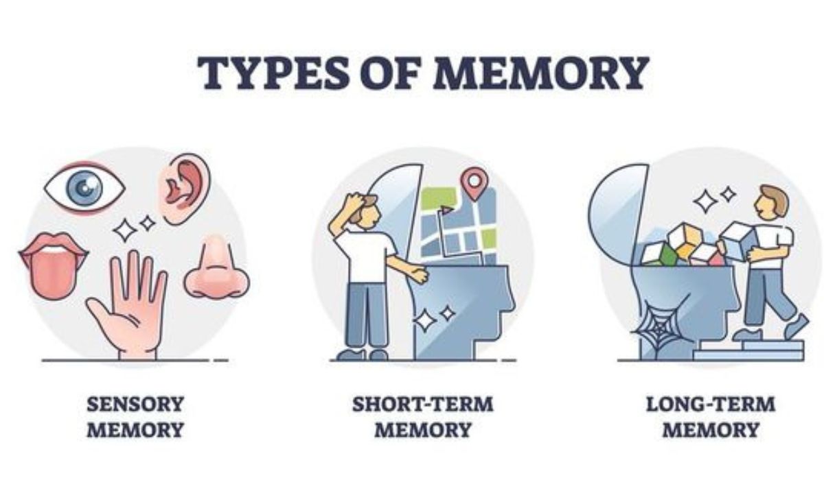 Working Memory vs Short-Term Memory: Understanding the