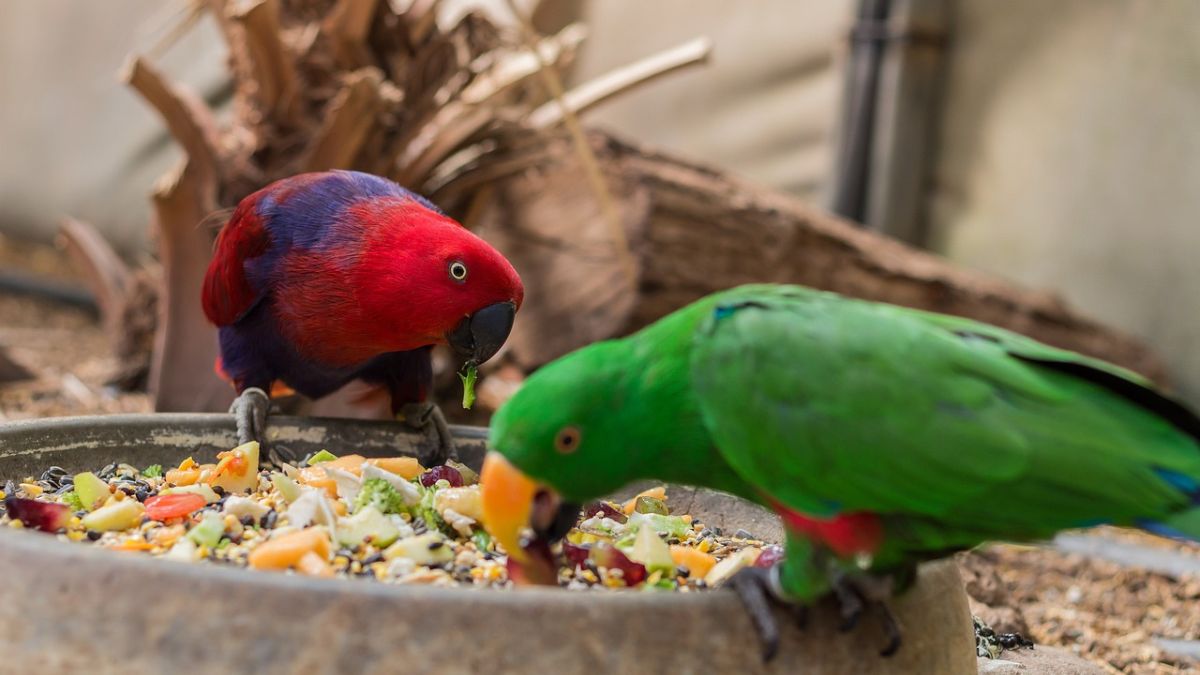 Can Parrots Eat Pineapple?