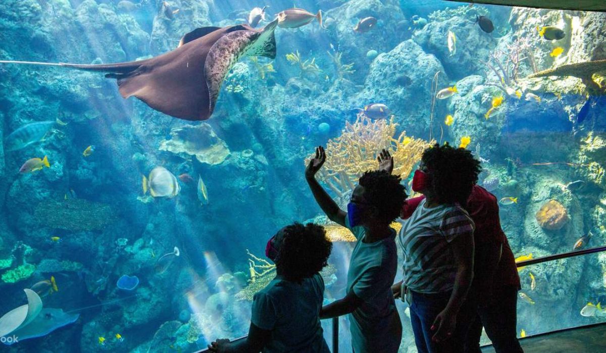 Aquarium of the Pacific: Exploring the Underwater Wonders