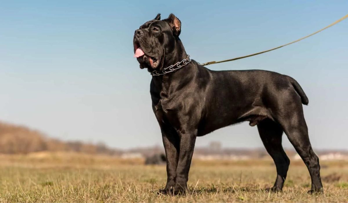 most muscular dog in the world