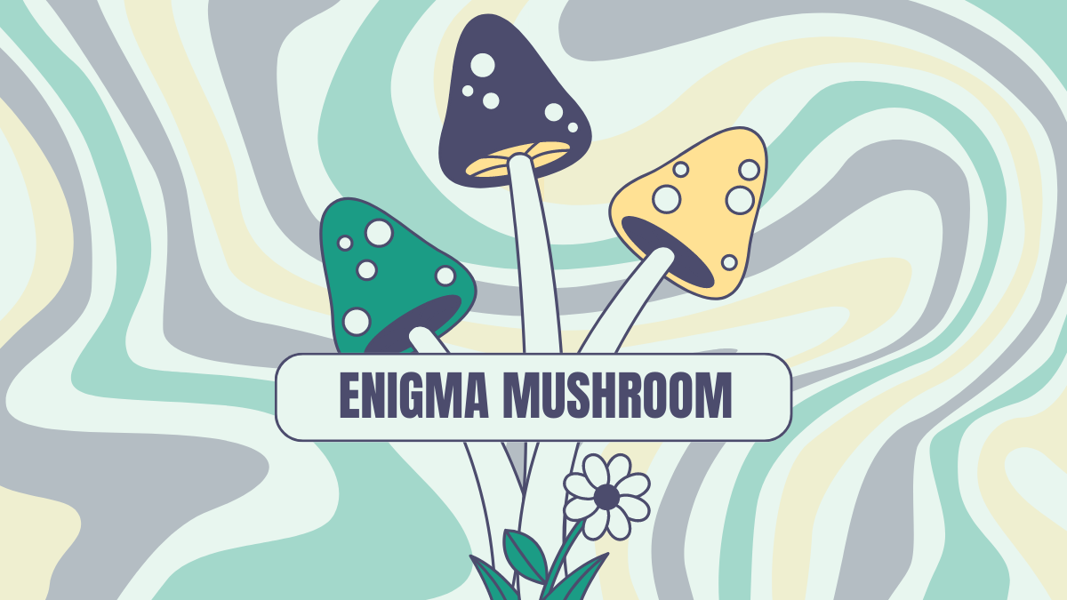 enigma mushroom