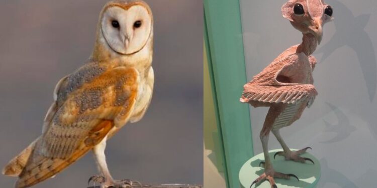 Owl without Feathers: A Closer Look at their Anatomical Features