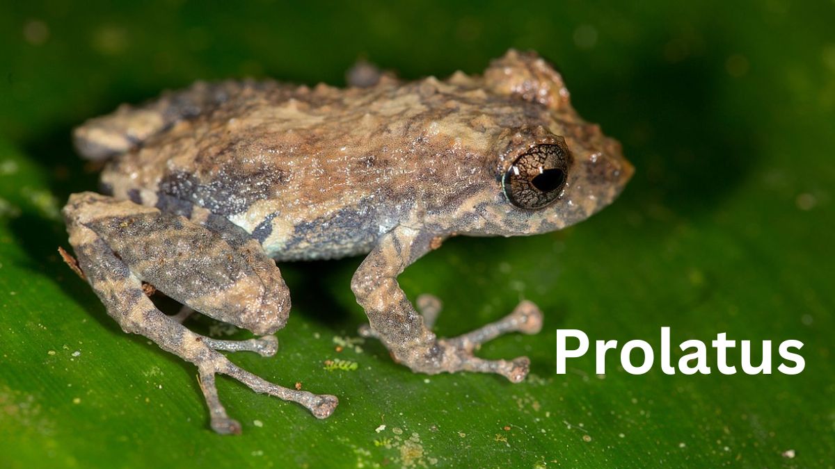 Pristimantis prolatus