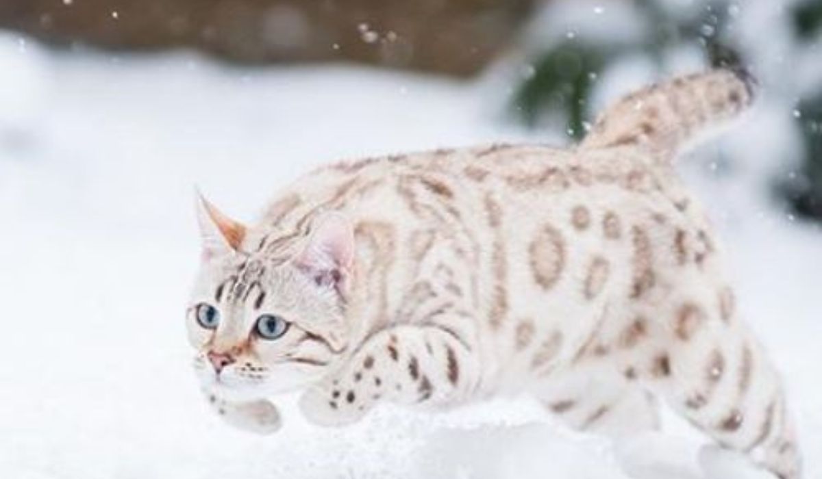 Exploring the Enigmatic Snow Bengal Cat