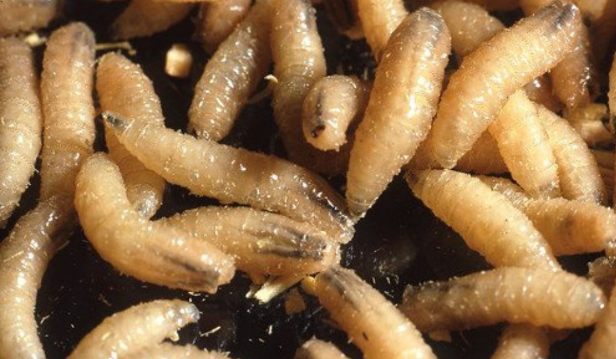 Moth Larvae vs. Maggots: Unveiling the Differences in Form and Function