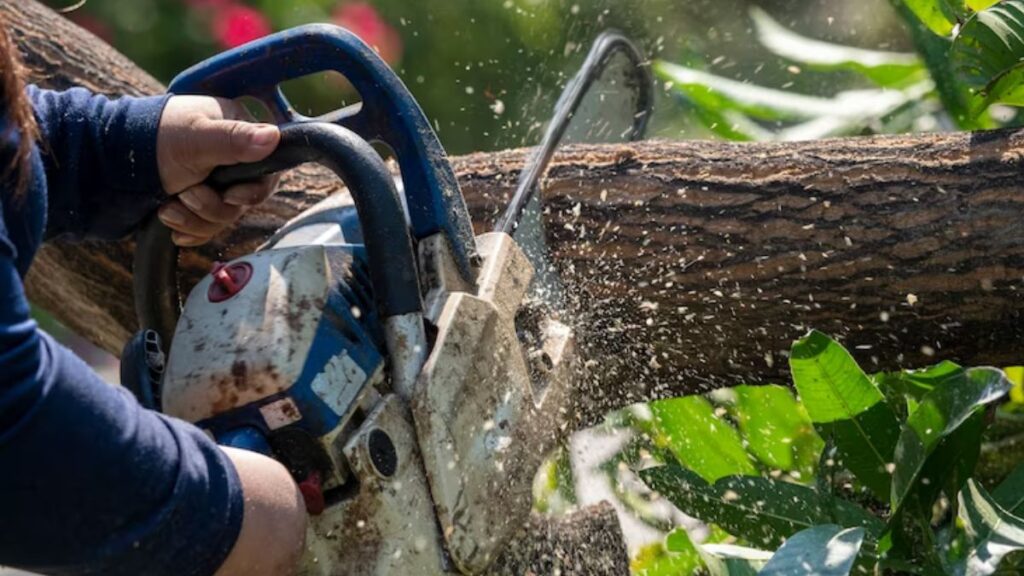 Hiring Professional Tree Services