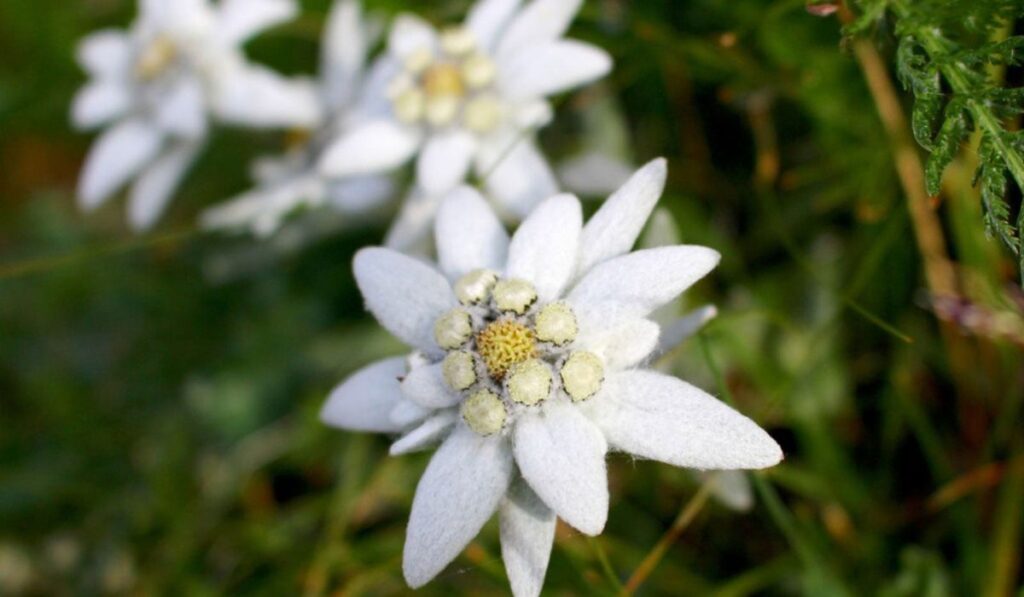 Unveiling the Mystique: Exploring the History and Symbolism of Edelweiss Flower