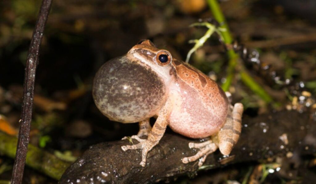 Unveiling the Secrets of Peepers: Exploring the Enchanting World of Frogs' Calls