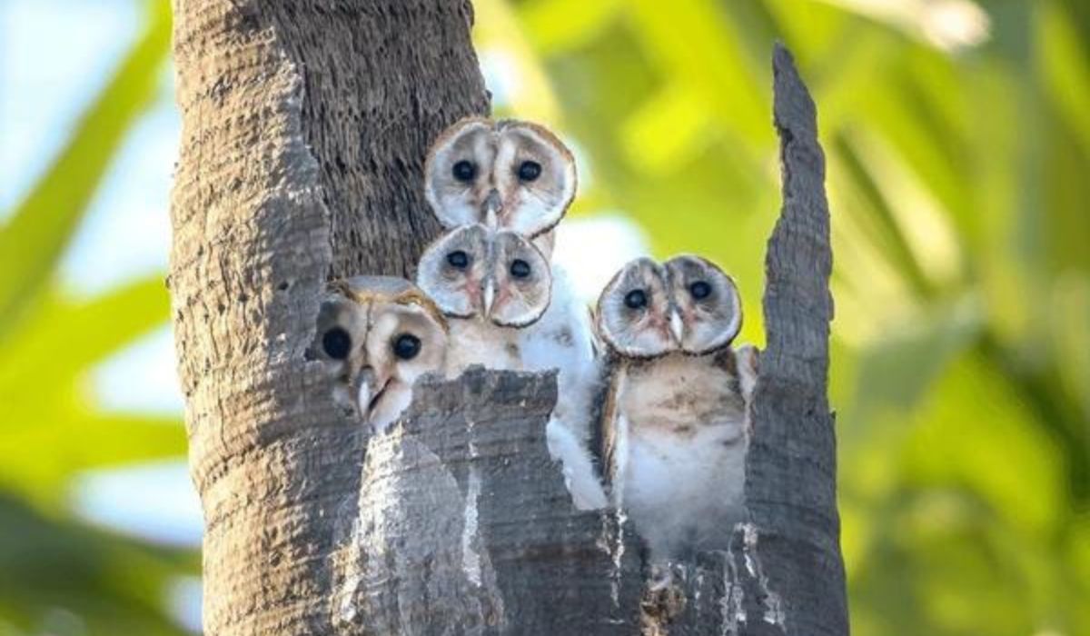 The Adorable Allure of Baby Owls: A Glimpse into their Fascinating World