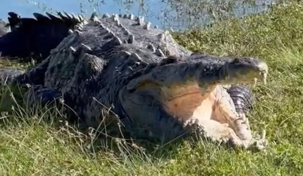 Unveiling Fascinating Facts About the American Crocodile: A Close Encounter with a Prehistoric Predator