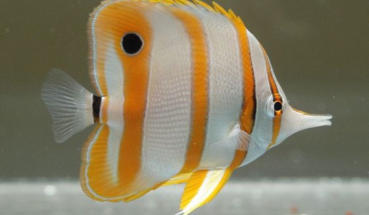 Discover the Mesmerizing Beauty of Butterfly Fish: A Guide to their Vibrant Colors and Patterns