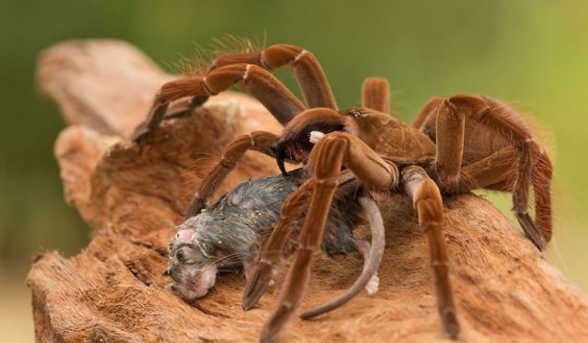 Confronting Arachnophobia: Exploring the Terrifying World of Spiders