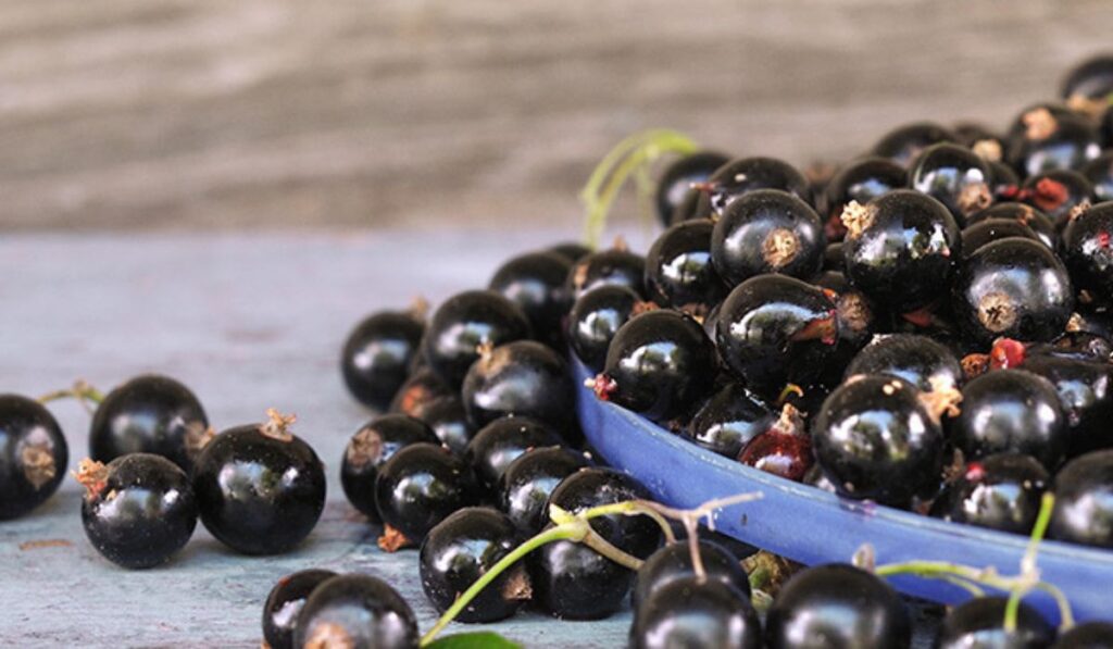 new zealand blackcurrant extract