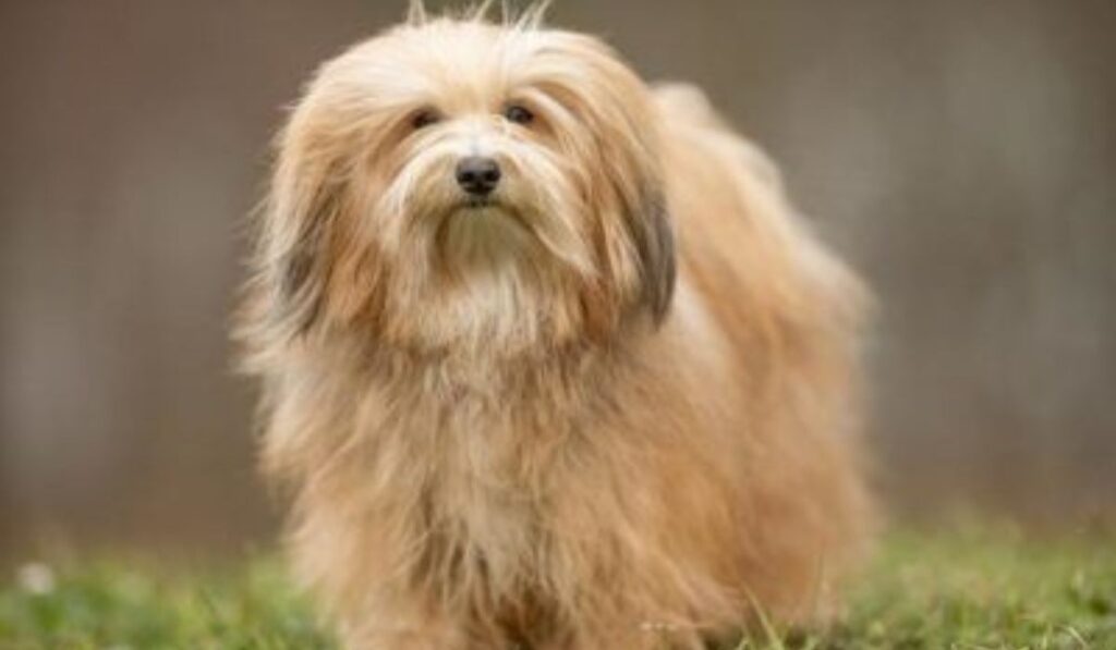The Joy of Owning a Bolonka Puppy