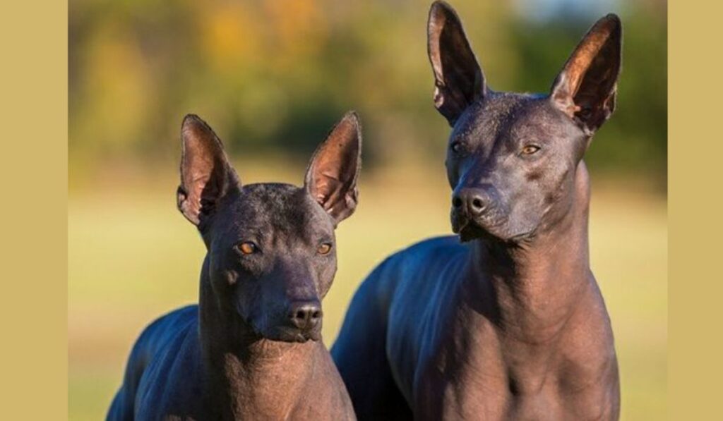 Unveiling the Elegance: Xoloitzcuintli Puppies for Sale