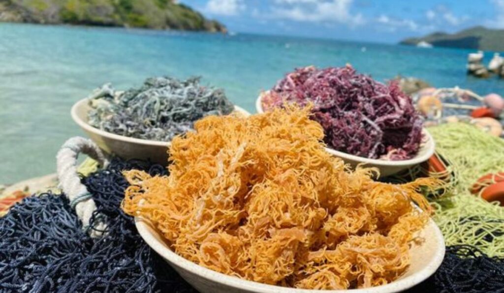 Discover Surprising Benefits of Sea Moss Near Me