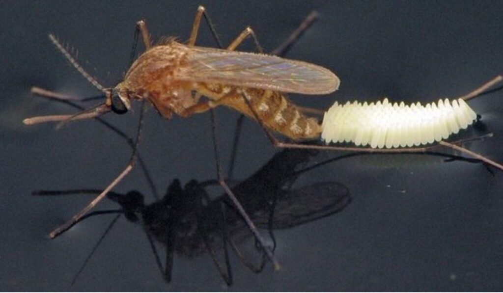 Debunking the Myth: Can Mosquitoes Breed in Salt Water?