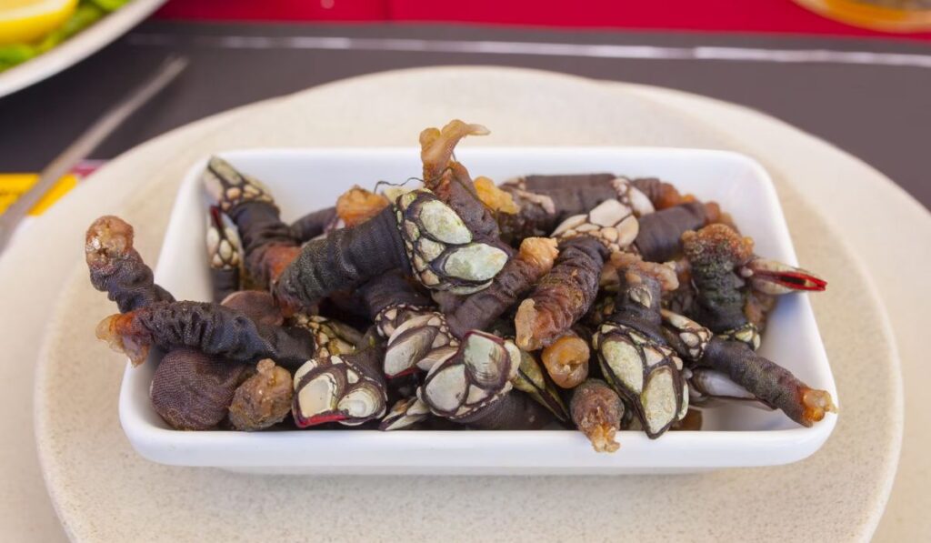 Percebes: The Fascinating World of Goose Barnacles
