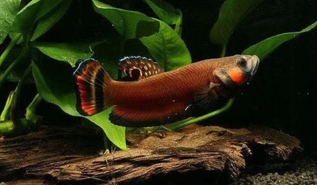 Unveiling the Beauty and Mystique of Wild Betta Fish Species