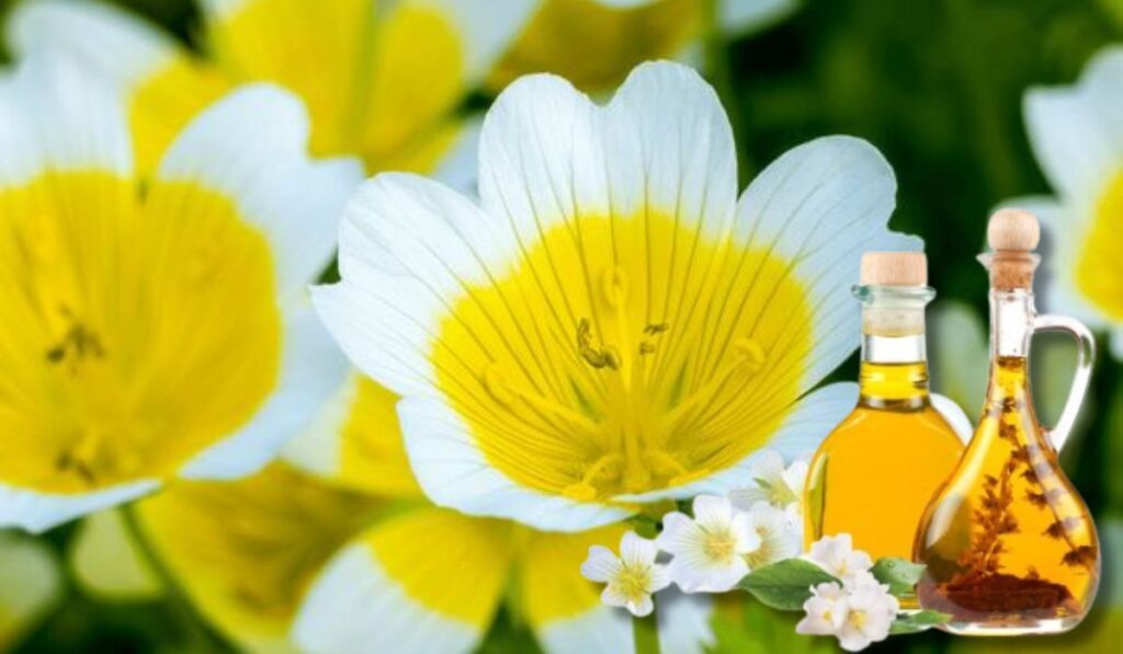 The Benefits of Meadowfoam Seed Oil for Your Skin and Hair