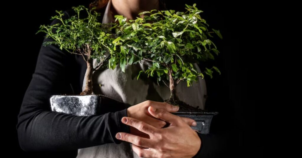 Hygrophila Polysperma 'Puntas Negras': A Comprehensive Guide