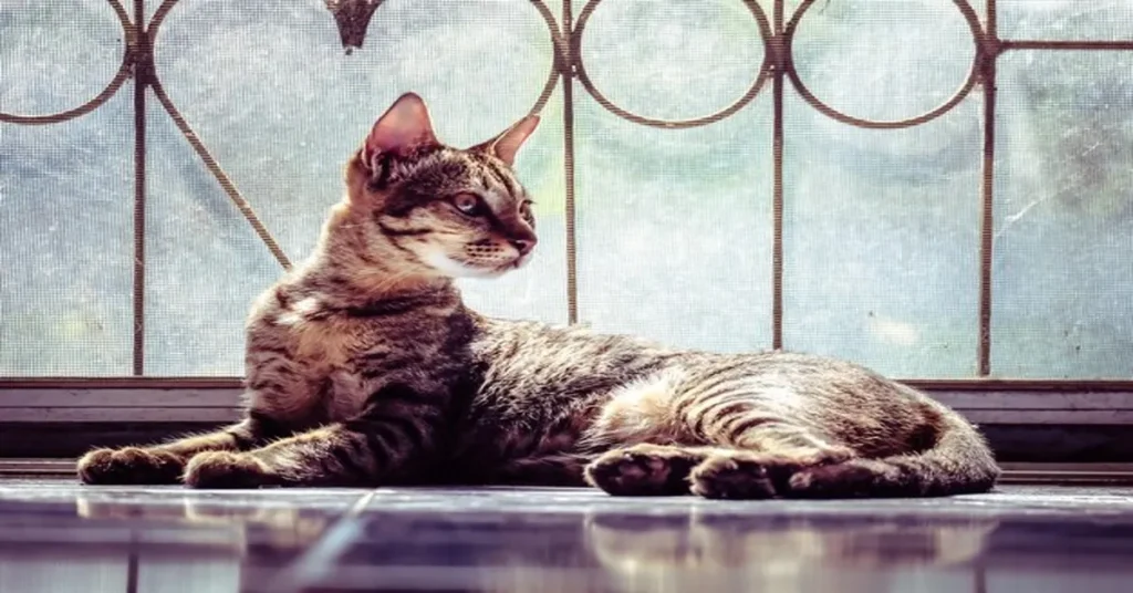 Maine Coon