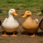 https://pollo.info/razas-de-patos-domesticados