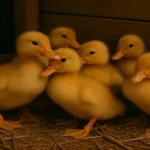 https://pollo.info/criar-patitos