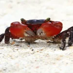 Dalmatian Crab