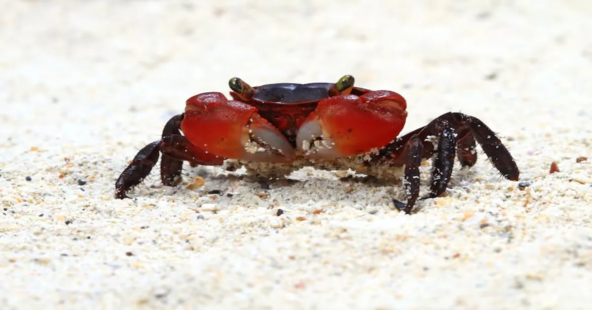 Dalmatian Crab