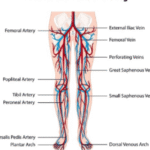 Vein Mapping: Understanding the Blueprint of Your Vascular System