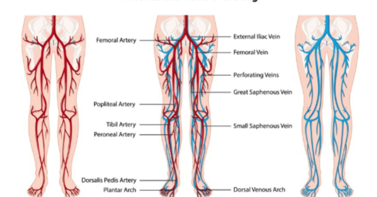 Vein Mapping: Understanding the Blueprint of Your Vascular System