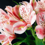 alstromeria