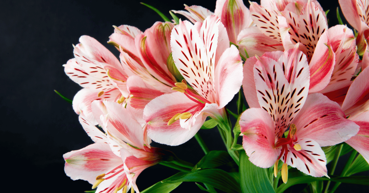 alstromeria