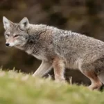Coyote Poop