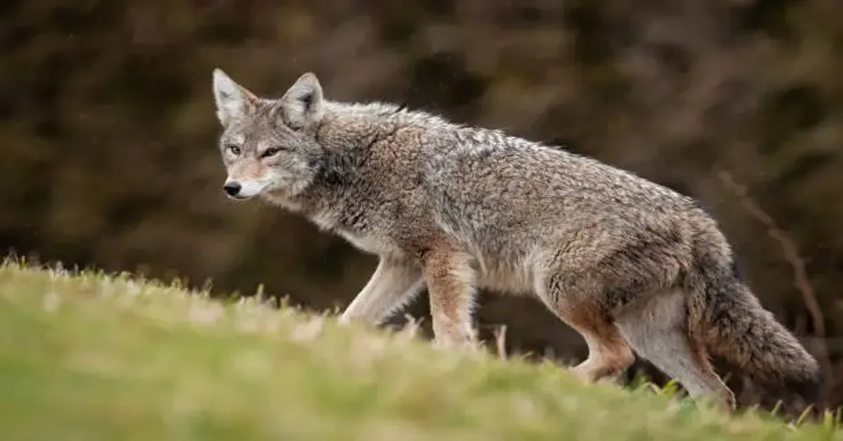 Coyote Poop