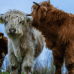 mini highland cow