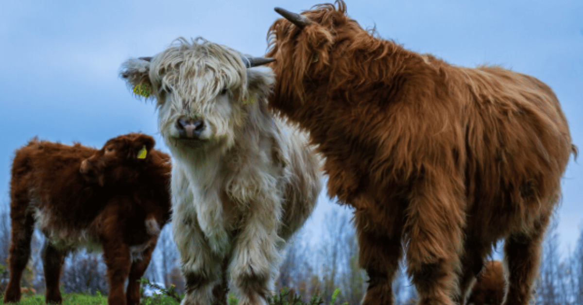 mini highland cow