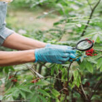 Poisonous Plant Expert Witness