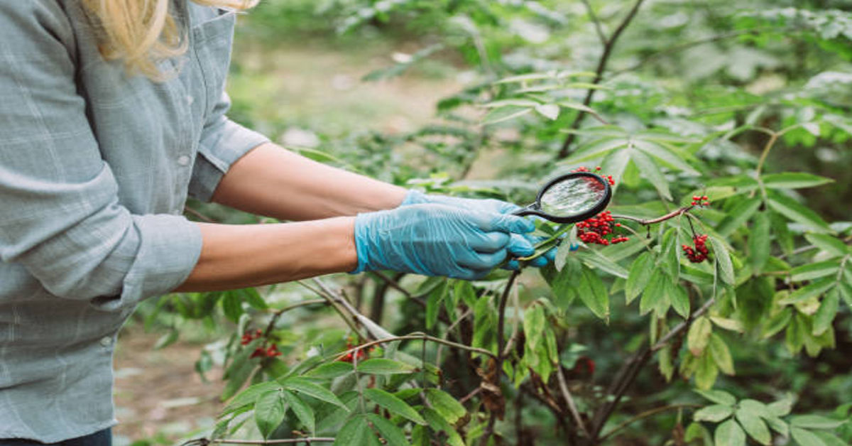 Poisonous Plant Expert Witness