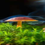 Can You Smoke Psilocybin Mushrooms