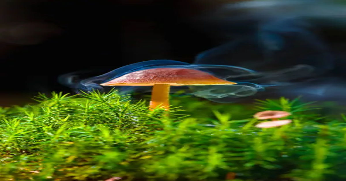 Can You Smoke Psilocybin Mushrooms