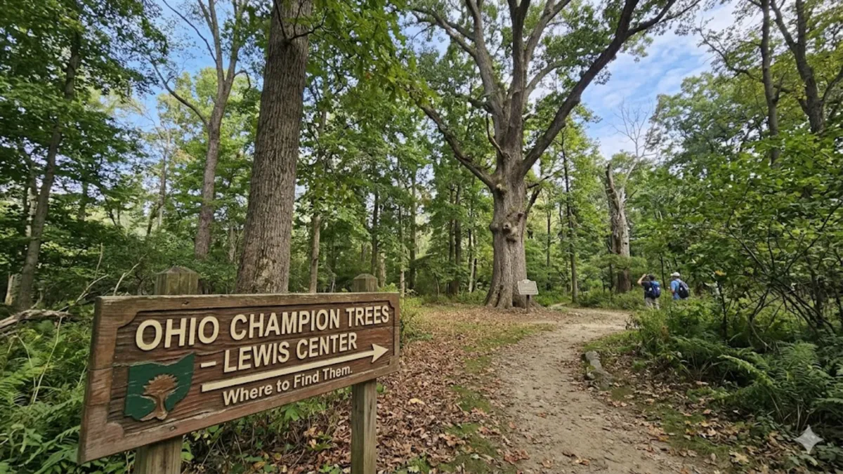 Ohio Champion Trees Lewis Center Ohio