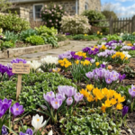 Crocus Ultimate Guide: Stunning Spring Flower Secrets